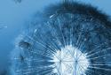 Galaxy S3 Dandelion screenshot 2