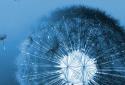 Galaxy S3 Dandelion screenshot 7