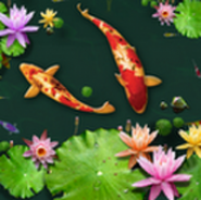 3D Fish Ponds Live Wallpaper