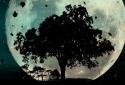 Autumn Trees Live Wallpaper screenshot 16
