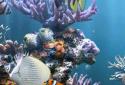 The real aquarium LWP screenshot 1