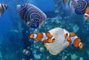 The real aquarium LWP screenshot 10
