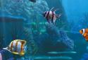 The real aquarium LWP screenshot 13