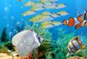 The real aquarium LWP screenshot 14