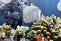 The real aquarium LWP screenshot 2