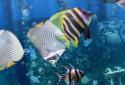 The real aquarium LWP screenshot 3