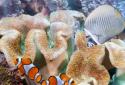 The real aquarium LWP screenshot 4