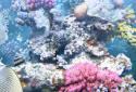 The real aquarium LWP screenshot 5