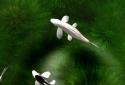 Koi Live Wallpaper screenshot 5 Koi Live Wallpaper screenshot 5