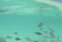 Lagoon Waves HD screenshot 1