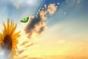 Sunflower Field Live Wallpaper screenshot 3
