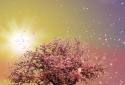 Spring Trees Live Wallpaper screenshot 1