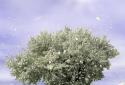 Spring Trees Live Wallpaper screenshot 2