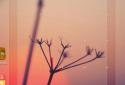 GO Multiple Wallpaper screenshot 5