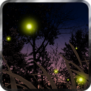Fireflies Live Wallpaper
