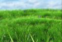 Grass LWP screenshot 2