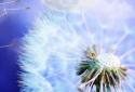 Dandelions LWP screenshot 5