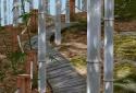 Bamboo grove 3D screenshot 2 Bamboo grove 3D screenshot 2