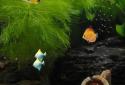 Aquarium Live Wallpaper screenshot 2