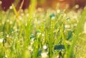 Galaxy S4 Rain n Grass LWP screenshot 2
