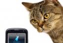 The cat screenshot 6