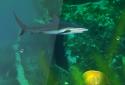 Sea World LWP Aquarium screenshot 2