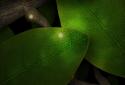 Tap Leaves LWP screenshot 2 Tap Leaves LWP screenshot 2