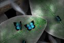 Tap Leaves LWP screenshot 5 Tap Leaves LWP screenshot 5