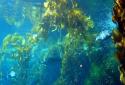Under Water Scene HD screenshot 1
