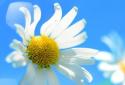 Windows 8 Live Wallpaper screenshot 1