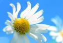 Windows 8 Live Wallpaper screenshot 3