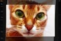 FiveWallpapers screenshot 8