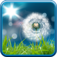 Dandelion Live Wallpaper Dandelion Live Wallpaper