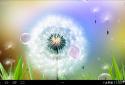 Dandelion Live Wallpaper screenshot 1 Dandelion Live Wallpaper screenshot 1