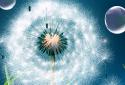 Dandelion Live Wallpaper screenshot 2 Dandelion Live Wallpaper screenshot 2