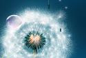 Dandelion Live Wallpaper screenshot 5 Dandelion Live Wallpaper screenshot 5