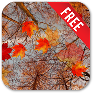 Осенний клен Live Wallpaper