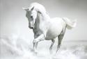 Horse Live Wallpaper screenshot 2