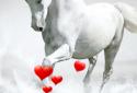 Horse Live Wallpaper screenshot 4