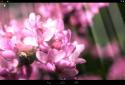Spring Flowers Live Wallpaper Spring flowers live Wallpaper screenshot 2