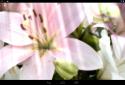 Spring Flowers Live Wallpaper Spring flowers live Wallpaper screenshot 3
