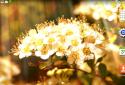 Spring Flowers Live Wallpaper Spring flowers live Wallpaper screenshot 6