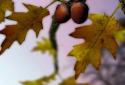 Autumn Leaves in HD Gyro 3D XL screenshot 3