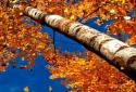 Beautiful autumn Live Wallpaper / Beautiful Autumn screenshot 3
