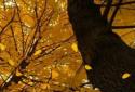 Beautiful autumn Live Wallpaper / Beautiful Autumn screenshot 5
