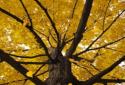 Beautiful autumn Live Wallpaper / Beautiful Autumn screenshot 7