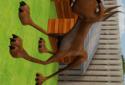 Dany The Dog screenshot 3
