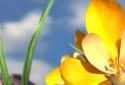 Nature Spring Flowers 3D Live screenshot 2