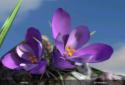 Nature Spring Flowers 3D Live screenshot 4