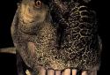 Dino T-Rex 3D Live Wallpaper screenshot 9